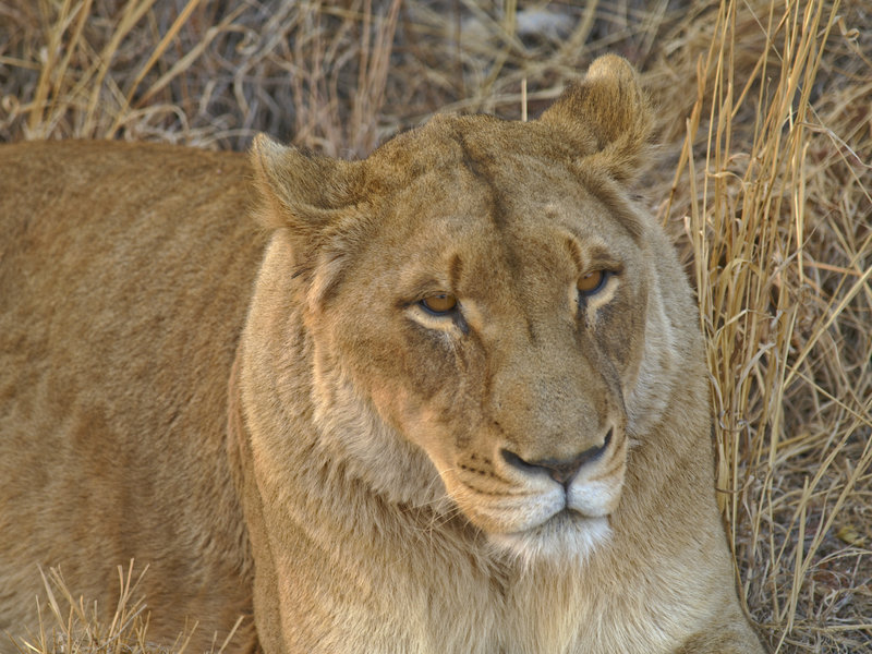 Lion, Amani Lodge